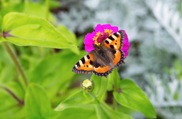 Fototapeta na wymiar Butterfly on a Flower garden.