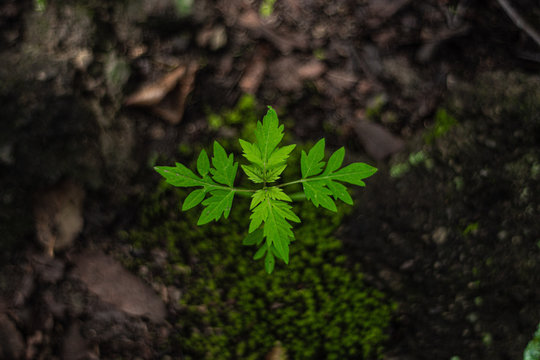 planta