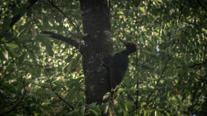 incredibly beautiful noble bird cleans years of pests