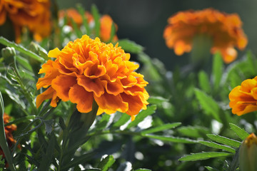 Aksamitka wzniesiona - tagetes erecta © art3emis