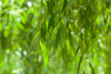 willow leaves in the garden