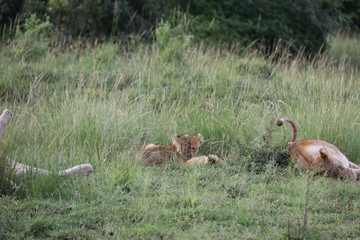 Lion looking after baby cubs in east Africa bushland 