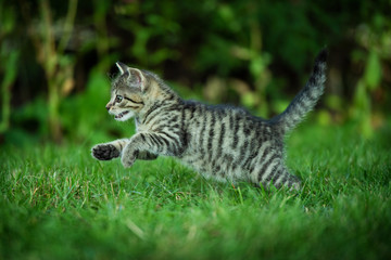 Naklejka na ściany i meble Kitten running in a meadow