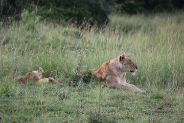 Lion looking after baby cubs in east Africa bushland 
