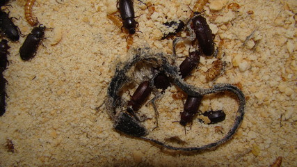 mealworm ; life cycle of a mealworm (Larva and Adult)
Meal worms eating lizard carcass .
mealworm - superworm | larva  Stages of the meal worm  - the life cycle of a mealworm  ,  meal worms , larvae