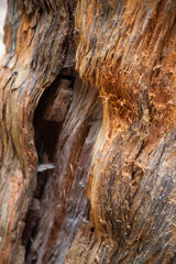 Abstraction in Redwood Trees