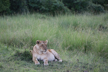 Obraz na płótnie Canvas Lion looking after baby cubs in east Africa bushland 