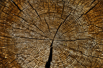 Slice of old log, close-up.