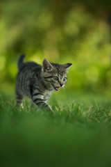 Kitten running in a meadow