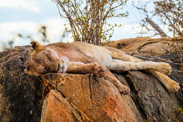 wild Animals - Safari - Big five - Afrika	