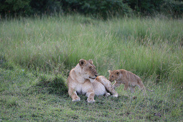 Plakat Lion looking after baby cubs in east Africa bushland 