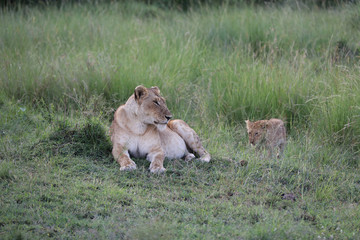 Lion looking after baby cubs in east Africa bushland 