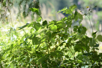 hike in the Styrian mountains