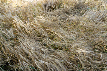 Ripe Barley at field on summer day.