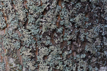 Texture legno di albero in una foresta