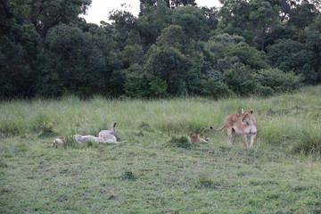 Lion looking after baby cubs in east Africa bushland 