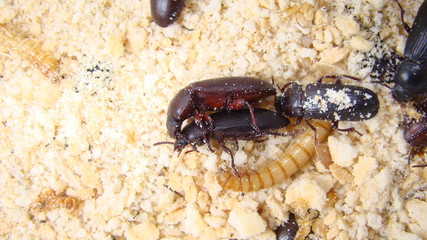 Mealworms mating , mating insect - mating animal - superworm |  Stages of the meal worm  - the life cycle of a mealworm -  meal worms , super worm , superworms. insects, insect, bugs, bug, animal.