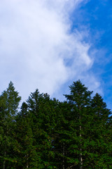 Alberi su sfondo cielo azzurro leggermente nuvoloso