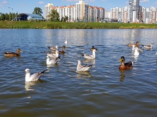 beautiful ducks and seagulls in the city lake of St. Petersburg