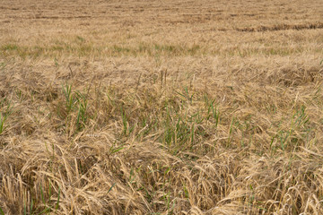 Field of corn at the end of summer, fully ripe.