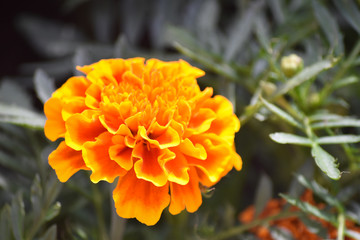 Aksamitka wzniesiona - tagetes erecta