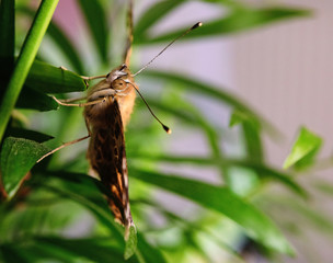 Butterfly sitting on green plant. Close up, soft focus.