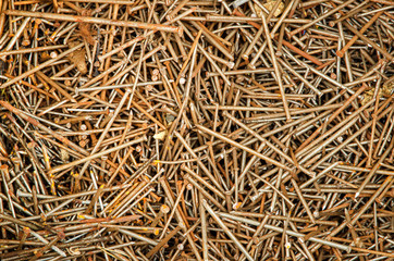Many nails of different sizes, lying in different directions. The metal is rusty. Background. Texture.
