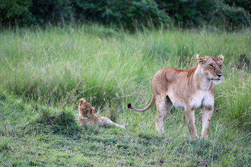 Lion looking after baby cubs in east Africa bushland 
