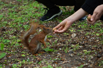 squirrel takes a nut from a woman's hands