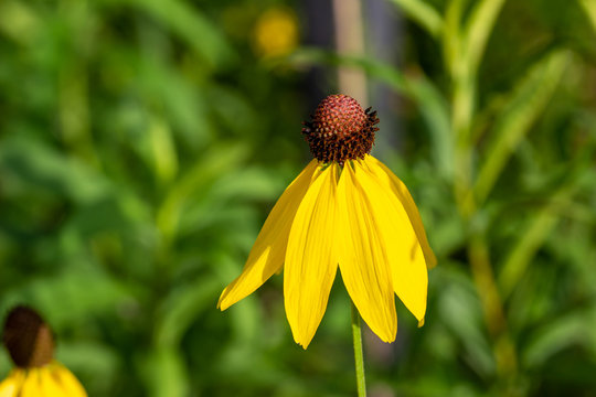 Close up view of a native gray-headed coneflower (ratibida pinnata) growing wild in a North American prairie meadow