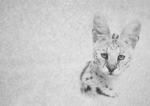 Black and White Image of Soft Expression Serval Wild Cat Face on Card Banner