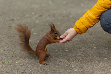 squirrel takes a nut from a woman's hands