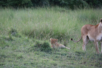 Lion looking after baby cubs in east Africa bushland 
