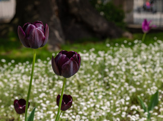 purple tulips on a background of white flowers