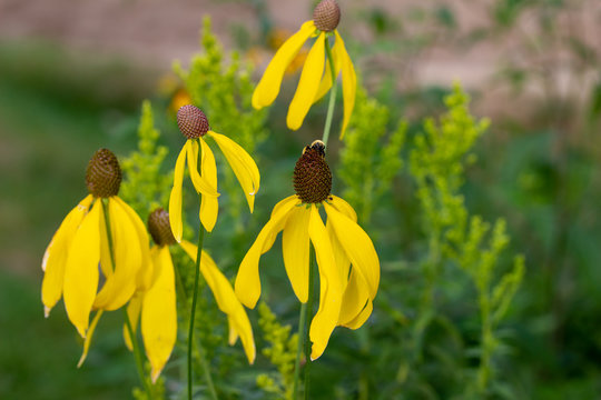 Close up view of native gray-headed coneflowers (ratibida pinnata) growing wild in a North American prairie meadow