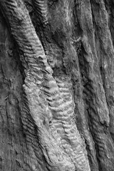 Close up of Redwood Tree