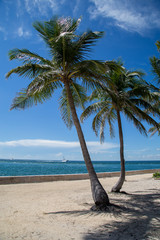 Coconut Florida