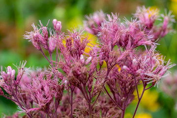 Close up view of wispy pink flower blossoms on an uncultivated Joe-Pye weed wildflower in its native prairie meadow habitat