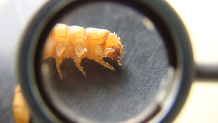 mealworm - superworm | larva on white background close up - Stages of the meal worm  - the life...