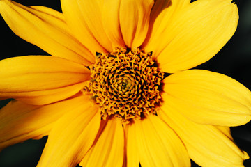 Flower yellow Chrysanthemum on dark background. Flower bud close up. Element of design