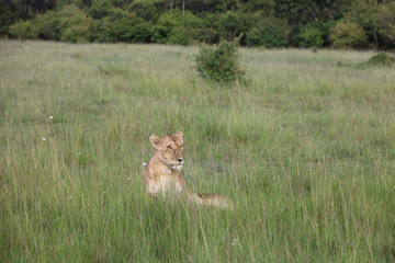 Lion looking after baby cubs in east Africa bushland 