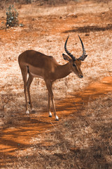 wild Animals - Safari - Big five - Afrika	