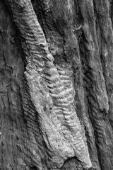 Close up of Redwood Tree