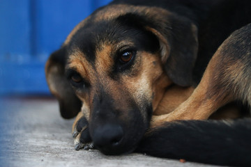 A black dog with coffee lying on the floor looking at the camera