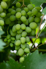 Green dessert grapes in a garden