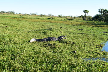 Observando jacar&eacute;