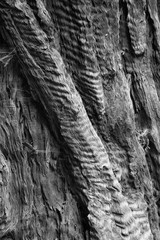 Close up of Redwood Tree