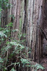 Abstraction in Redwood Trees