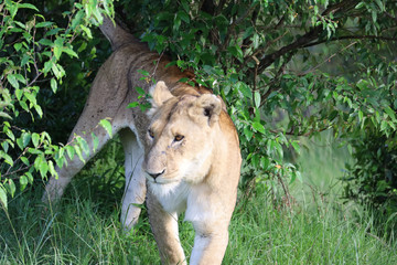 Naklejka na ściany i meble Lioness under bush in Kenya, Africa