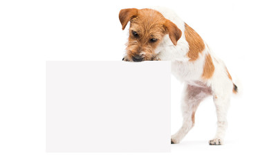 dogs jack russell terrier peeking out of the banner